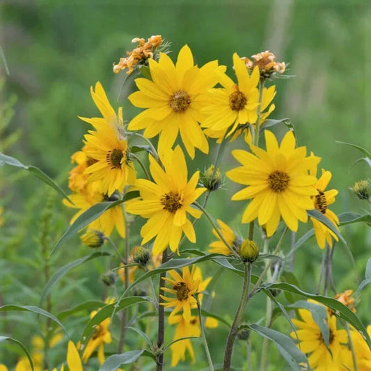 Maximilian Sunflower Seeds - 1,000 Count - NON-GMO - Helianthus maximiliani - Free Shipping