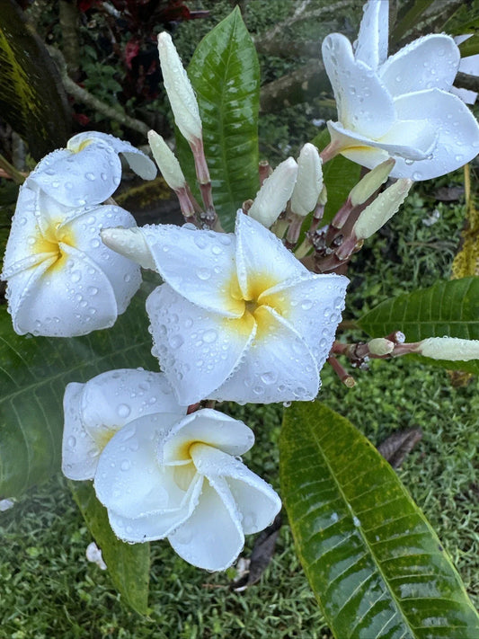 Plumeria Plant 6"-10" Large Fragrant White Yellow Center Flowers (Plumeria spp.)