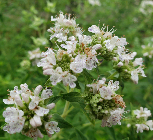Mountain Mint Seeds | 25 Count | Pycnanthemum Verticillatum | Herbal Tea Plant | Florida Grown