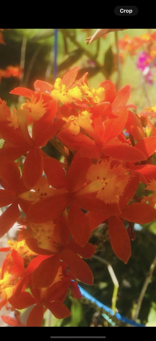 Epidendrum Plant - 4 Rooted Red Orchids - Epidendrum radicans
