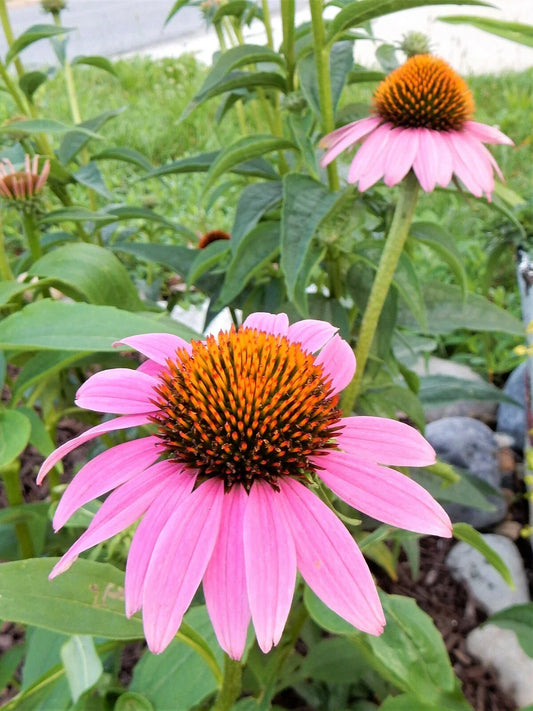 Echinacea Purpurea Coneflower Perennial Plants - 10 Pack - Vibrant Purple Flowers, Hardy Garden Plant