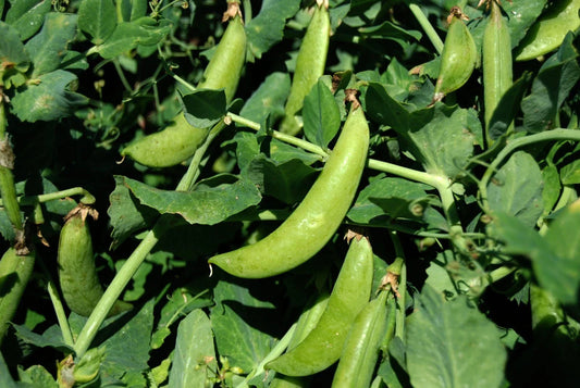 Sugar Snap Pea Seeds - 100 Count Packet - Crisp & Tender Variety - Pisum sativum