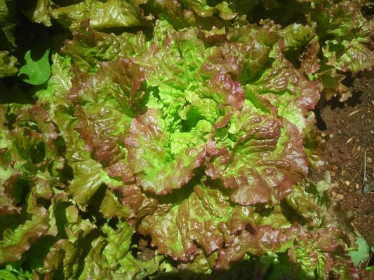 Loose Leaf Lettuce Seeds - PRIZEHEAD Variety - Bulk 500 to 5000 Seeds - Fast Growing (45 Days) - Ideal for Home Gardening