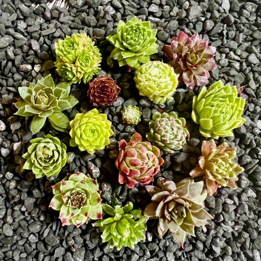 Baby Sempervivum Plants - 10 Varieties of Healthy Hens & Chicks - Succulent Collection (Sempervivum)
