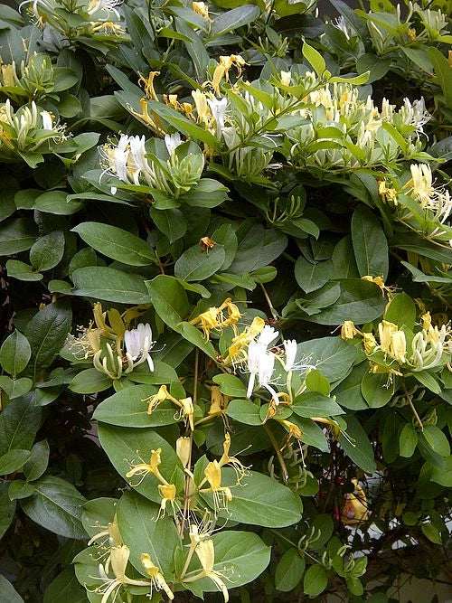 Japanese Honeysuckle Vine Cuttings - 8" Live Starter Clippings - Organic NC - Lonicera japonica