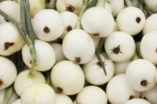 Onion Seeds 200+ White Spanish Sweet Mild NON-GMO Vegetable Garden Seeds Allium cepa
