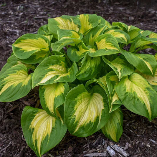 Hosta Plant in 5.25" Pot | Etched Glass | Well-Rooted Perennial | Proven Winners