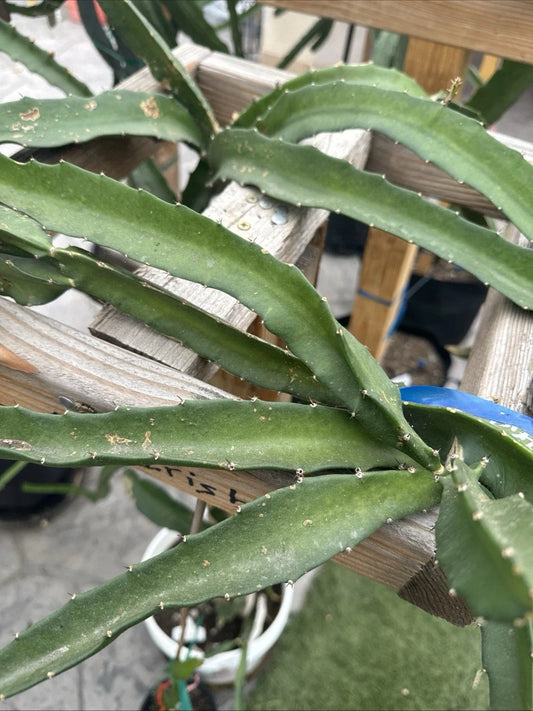 Hoya Serpent Plant Cutting | Live Plant Cutting | Hoya serpens | Indoor Houseplant