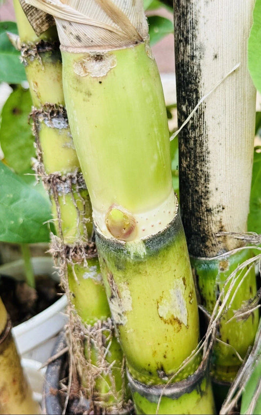 4 PCS Green Sugarcane Live Plants - Sweet Juicy Cuttings for Planting - Fresh and Ready to Grow (Saccharum officinarum)