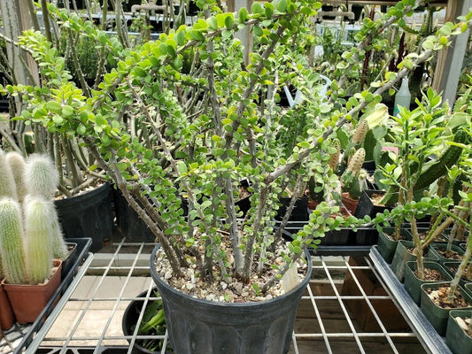 Rooted Cutting - Alluaudia humbertii - Madagascar Succulent Plant - Unique Desert Flora