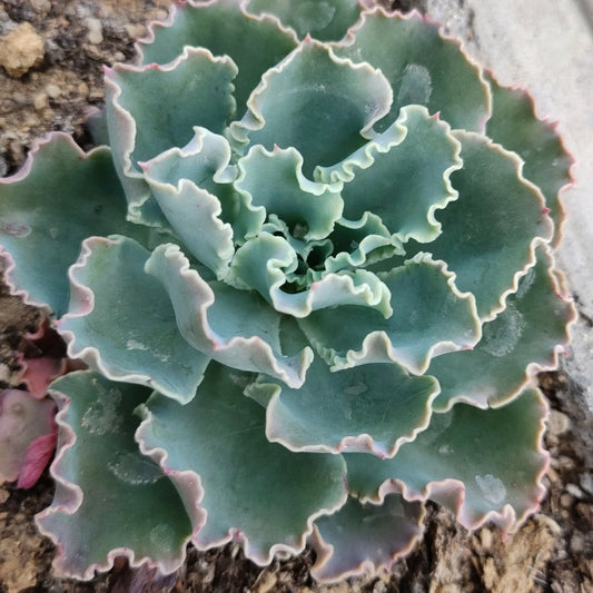 Live Echeveria Blue Curls Succulent Plant in 4 Inch Planter - Fully Rooted, Fresh Echeveria spp.