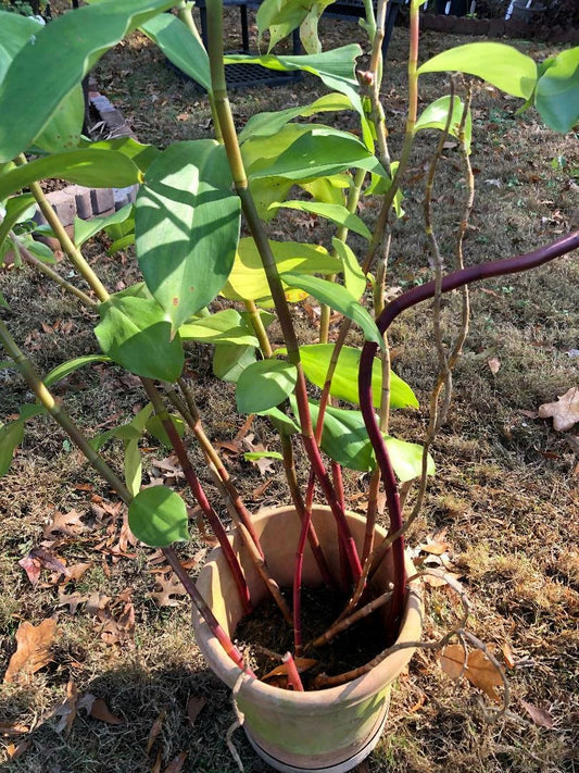 Costus Igneus Insulin Plant Rhizome - Fiery Spiral Feature - 1 Plant