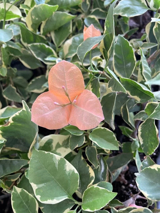 Small Well Rooted Bougainvillea Plant, Bambino Orange/Peach, Tropical Flowering Plant, Bougainvillea spp.