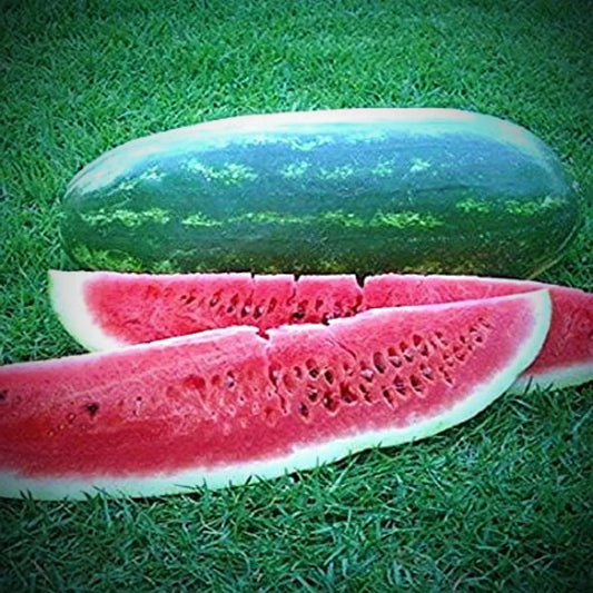 Congo Watermelon Seeds - 12 Pack - Non-GMO Heirloom - Fresh Watermelon Seeds (Citrullus lanatus)