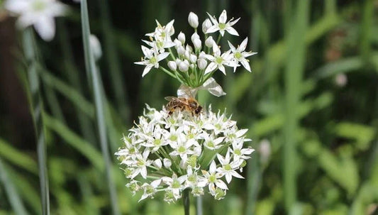 Garlic Chive Plants, Two Established Plants, Organic Allium Tuberosum, Herb Garden Starter