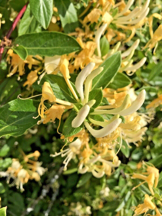 Honeysuckle Live Vines Starter Plants - 7 Yellow & White Fragrant Varieties - Lonicera spp. with Roots