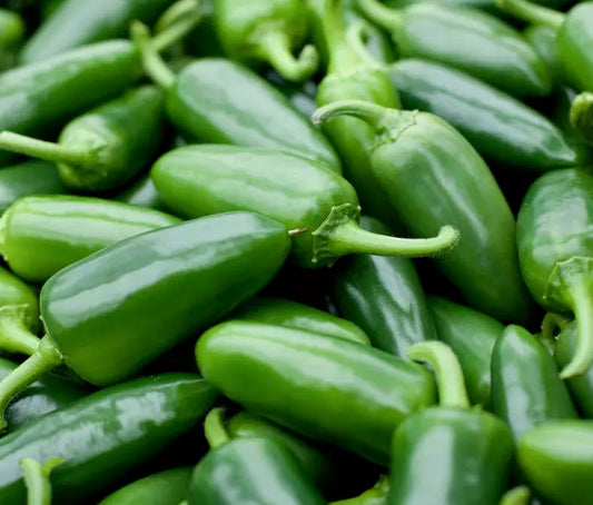 Jalapeno Pepper Seeds 50+ Spicy Mexican Culinary Salsa Capsicum annuum