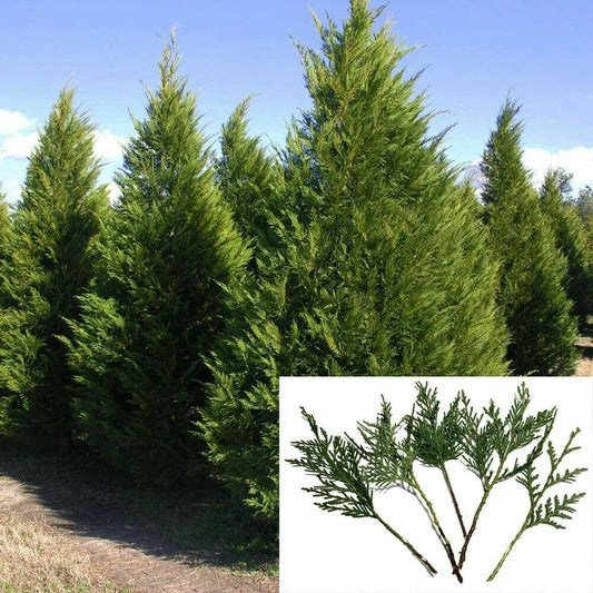 Leyland Cypress Tree Cuttings 6-7" Fast Growing Privacy Screen (Cupressocyparis leylandii) - 15 Pack