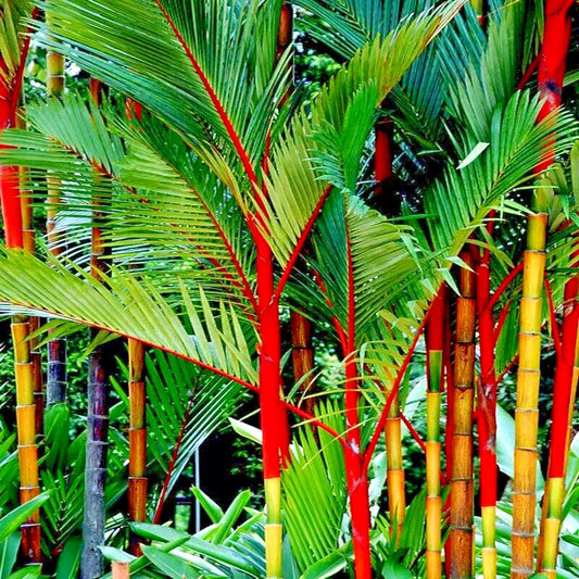 Red Sealing Wax Tree Seeds - Lipstick Palm, Rare Indoor Plant (Cyrtostachys renda)