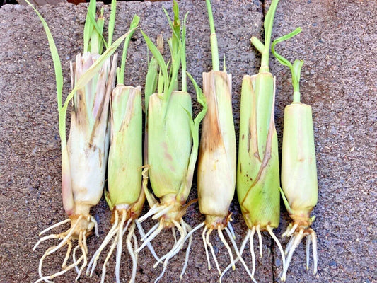 Rooted Lemongrass Stalks - 5-25 Stalks - Fast Growing Lemon Grass Plants - Cymbopogon citratus