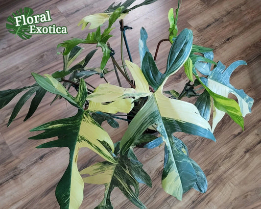 Variegated Philodendron Node Clipping - Florida Beauty - Rare Houseplant Cutting - Philodendron 'Florida Beauty'