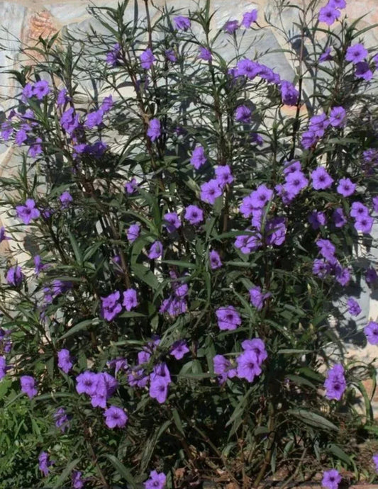Mexican Petunia Plants - 3 Bare Root Live Plants - Rare & Exotic Purple Ruellia Tuberosa