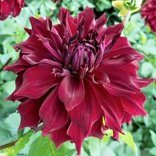 Dahlia Mingus Alex Tuber 8" Deep Velvet Red Double Ruffle Flower Plant