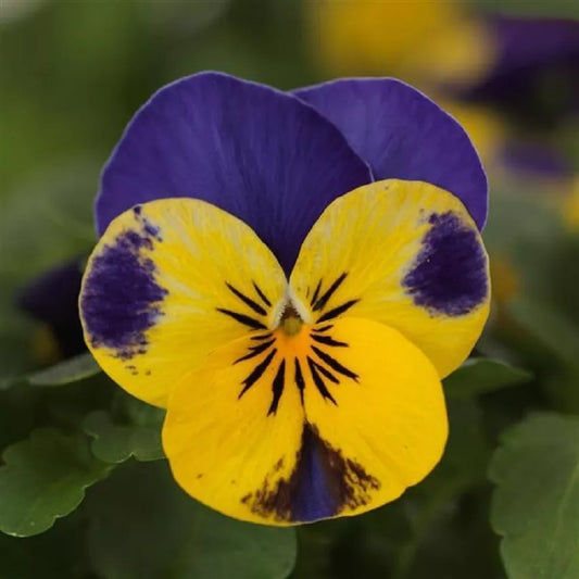 Viola Seeds - 50 Seeds - Quicktime Yellow Blue Jump Up - Viola x wittrockiana