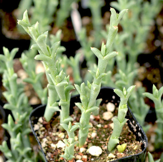 Ruschia Uncinata 'Doringvygie' Succulent Live Plant 2 Inch | Hardy Groundcover for Home Garden Decor