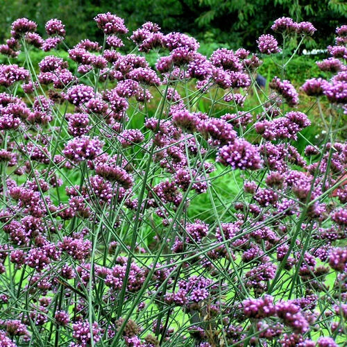 Verbena Seeds 240 Count Purple Top Verbena (Verbena bonariensis) Easy to Grow, USA Seller