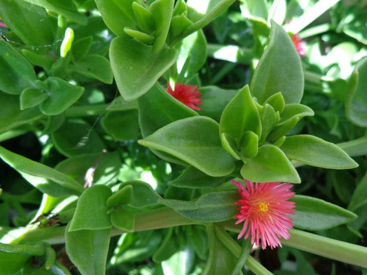 APTENIA Cordifolia Red Apple Succulent Plant 10x6'' - Baby Sunrose, Red/Pink Color, Easy Care Indoor Outdoor Greenery