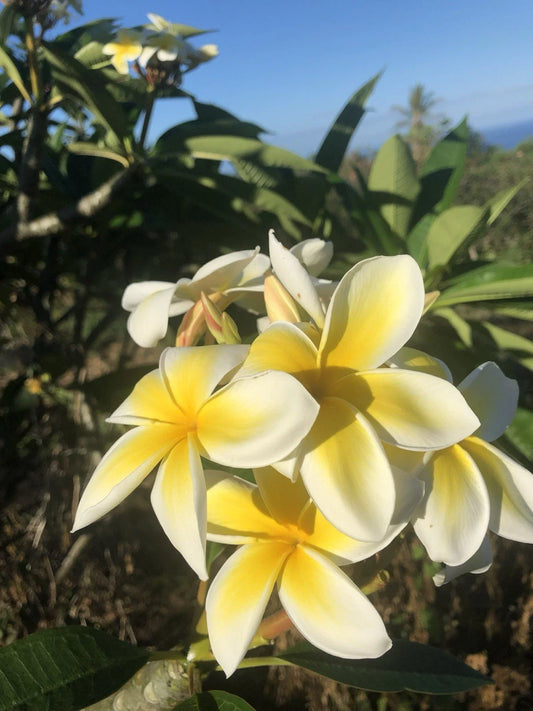 Yellow Plumeria Cutting - 10 Inch Rooted Frangipani - Hawaiian Grown (Plumeria spp.)