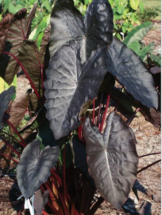 Diamond Head Elephant Ear Plant - Small Rooted Starter, Colocasia esculenta, Tropical Foliage, Indoor/Outdoor Garden