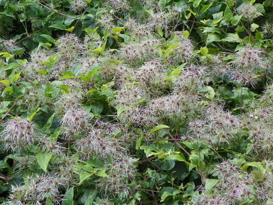 Clematis Seeds - 30 Count - Traveller's Joy, Old Man's Bear (Clematis vitalba) - Climbing Perennial Plant