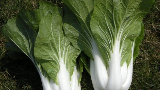 Cabbage Seeds - 100+ Heirloom Pak Choi White Stem - Non-GMO Fresh Seeds - Brassica rapa subsp. chinensis