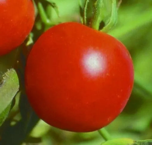 Siberian Tomato Seeds 50+ Determinate Cool Season Vegetable Garden - Solanum lycopersicum