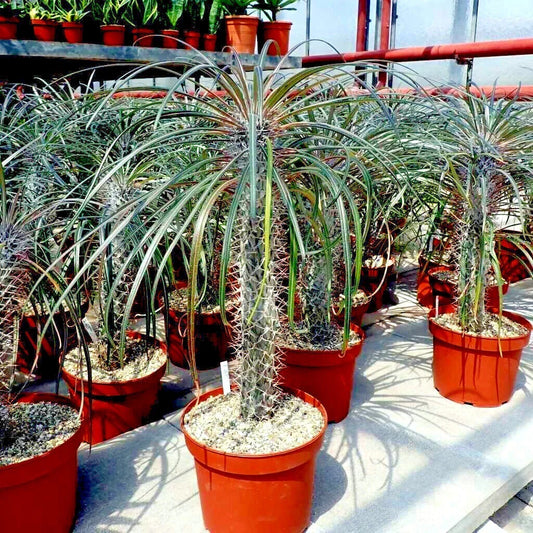 Pachypodium geayi Seeds | Rare Madagascar Palm Tree | Succulent Cacti Plant