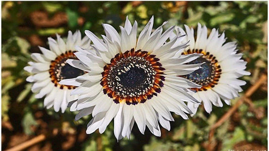Italian White Sunflower Seeds - 100+ Heirloom Non-GMO Tall Cut Flowers - Helianthus annuus