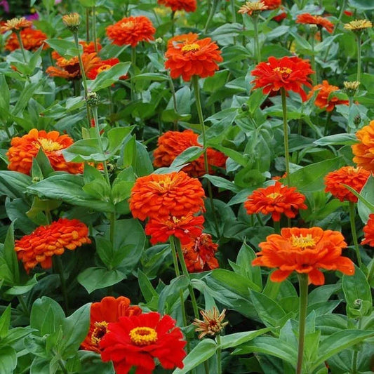 Orange King Zinnia Seeds - 100+ Pack for Garden Planting - Zinnia elegans - USA Grown - Free Shipping