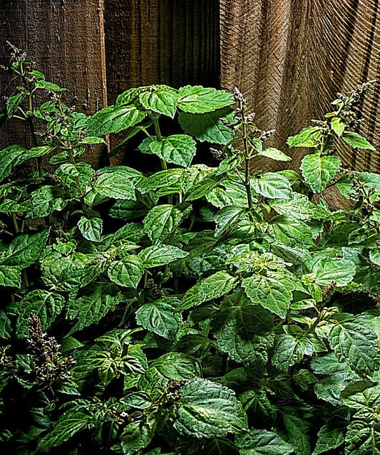 Patchouli Seeds - 30+ Count - Pogostemon cablin - Herb Plant for Fragrance Oil Production