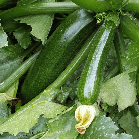 Dark Green Zucchini Squash Seeds 20 Ct Non-GMO Vegetable Seeds - Cucurbita pepo - USA Seller, Free Shipping