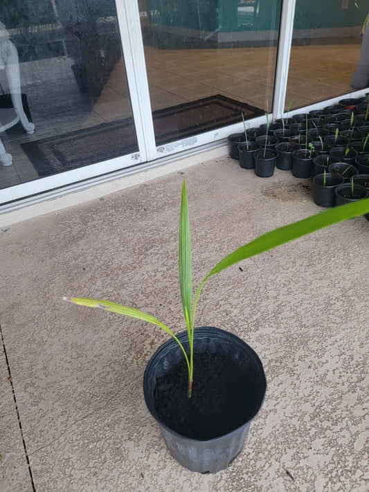 Cuban Royal Palm Tree Live Plant 22 in Bare Root Roystonea regia - Tropical Indoor/Outdoor Garden Decor