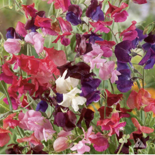 Sweet Pea Heirloom Flower Mix - 50 Non-GMO Seeds - Lathyrus Fragrant Vine for Garden