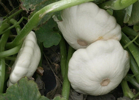 Early White Bush Scallop Squash Seeds - 25 Count - Summer Variety - Pattypan - USA, Free Shipping