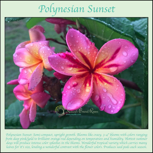 Rooted Plumeria Cutting - Polynesian Sunset - Fragrant Tropical Flower - Plumeria spp.