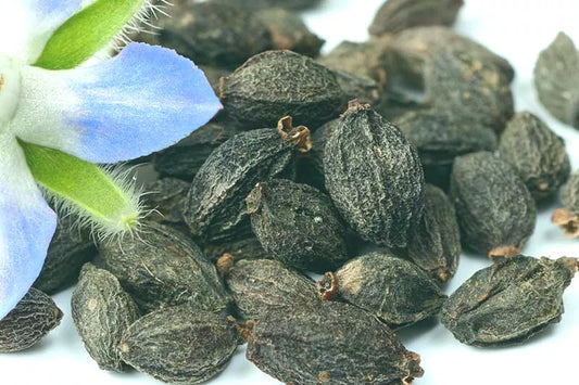 Borage Starflower Seeds - 50+ Seeds - Borago officinalis - Herb Garden Plant - Frost Tolerant - Edible Flowers