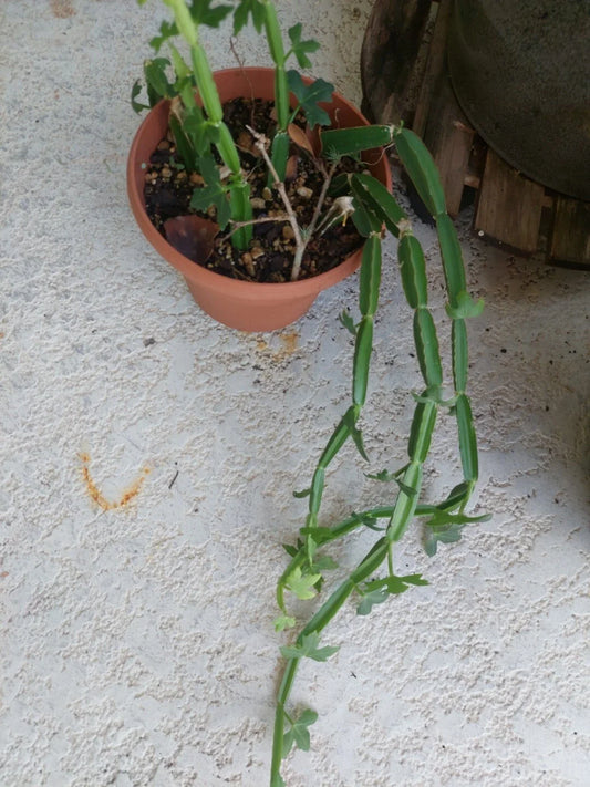 Cissus quadrangularis Plant Vine Climber - Exotic Rare Succulent, Square Rooted