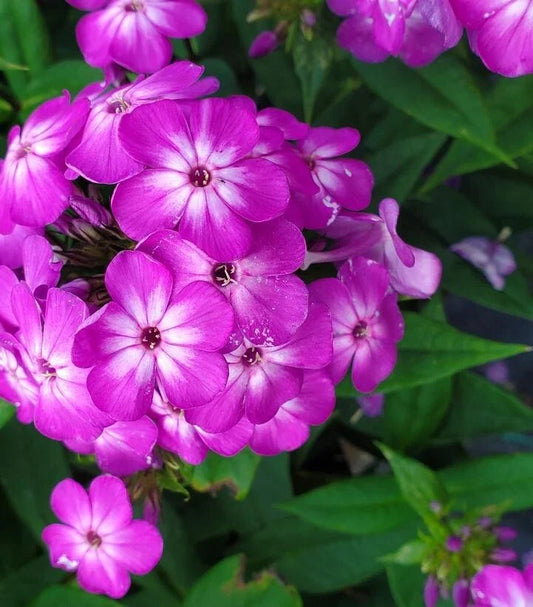 Purple Volcano Phlox Seeds - 100+ Count - Garden Planting - Phlox paniculata - USA - Free Shipping