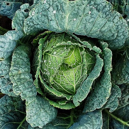 Savoy Cabbage Seeds 300+ Heirloom NON-GMO Vegetable Garden Seeds Brassica oleracea