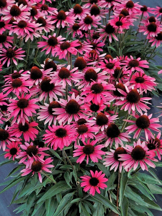 Wicked Coneflower Daisy Seeds - 200+ Pack for Garden Planting - Echinacea purpurea - USA Grown, Free Shipping